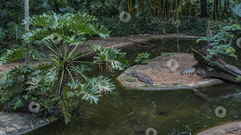Скачать Крокодилы отдыхают на небольшом островке в пруду фотосток Ozero