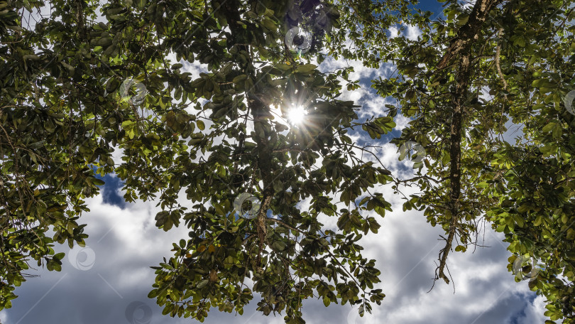 Скачать Зеленые ветви тропического дерева на фоне голубого неба и облаков. фотосток Ozero