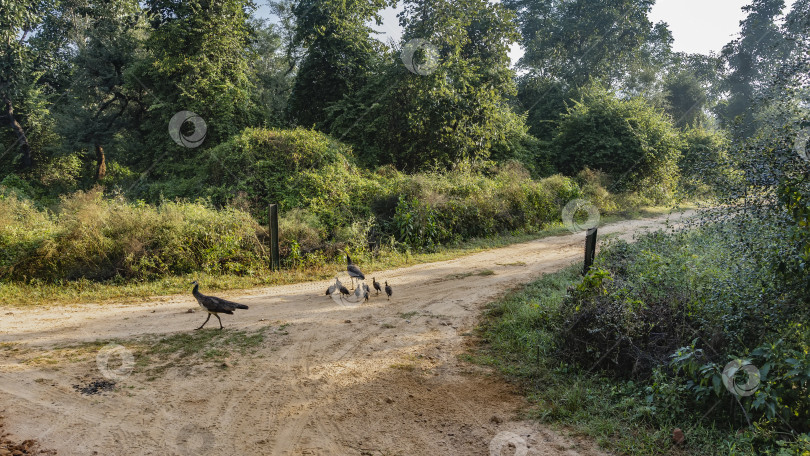 Скачать Семья павлинов с птенцами прогуливается по грунтовой дороге в джунглях. фотосток Ozero