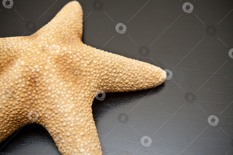 Скачать морская звезда на черном деревянном фоне фотосток Ozero