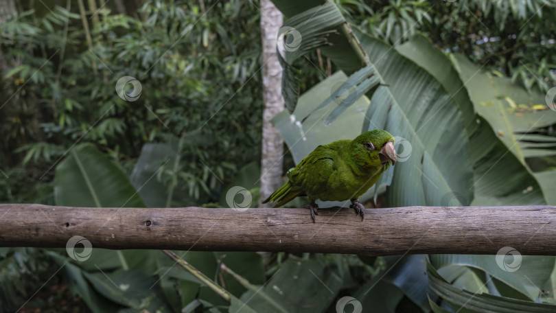 Скачать Любопытный зеленый попугай Amazona albifrons сидит на жердочке и внимательно наблюдает. фотосток Ozero