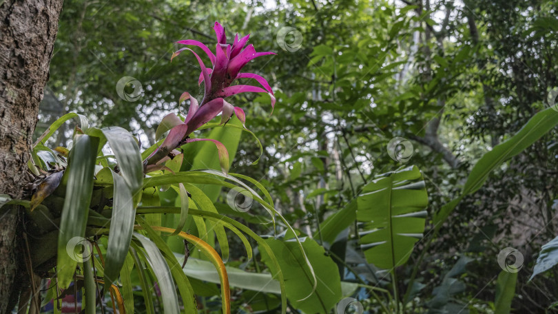 Скачать Тропическое бромелиевое растение Биллбергия растет на стволе дерева. фотосток Ozero