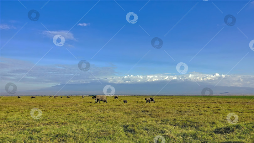 Скачать Прекрасная панорама парка Амбосели в Кении. фотосток Ozero