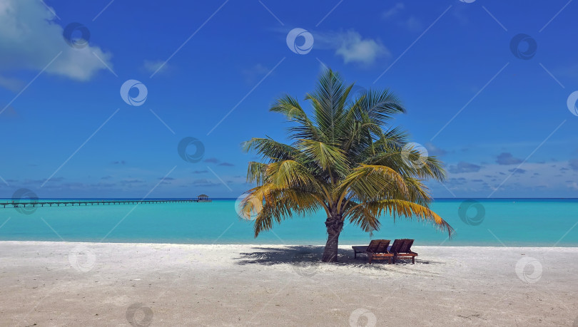 Скачать Прекрасный безмятежный пляж. Чистый белый песок, два шезлонга в тени пальмы. фотосток Ozero
