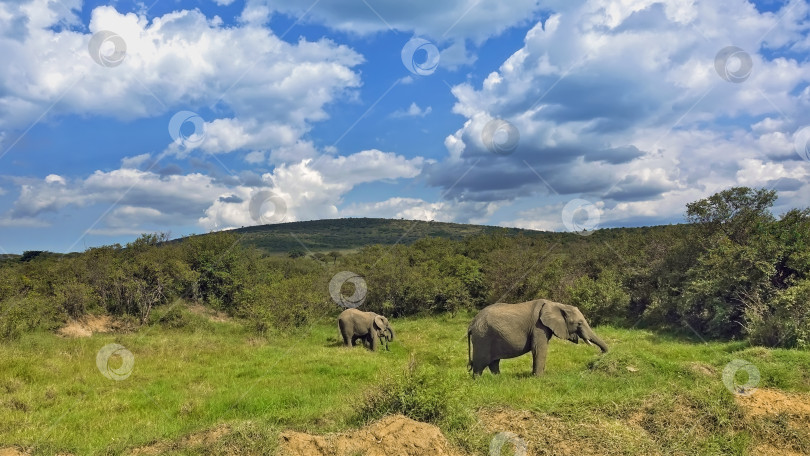 Скачать В заповеднике пасется семейство слонов. фотосток Ozero