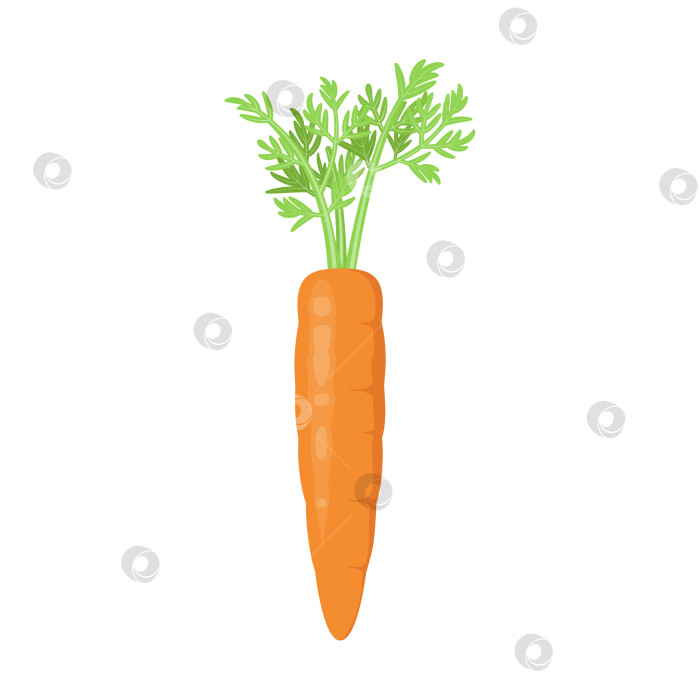 Скачать Спелая яркая морковь фотосток Ozero