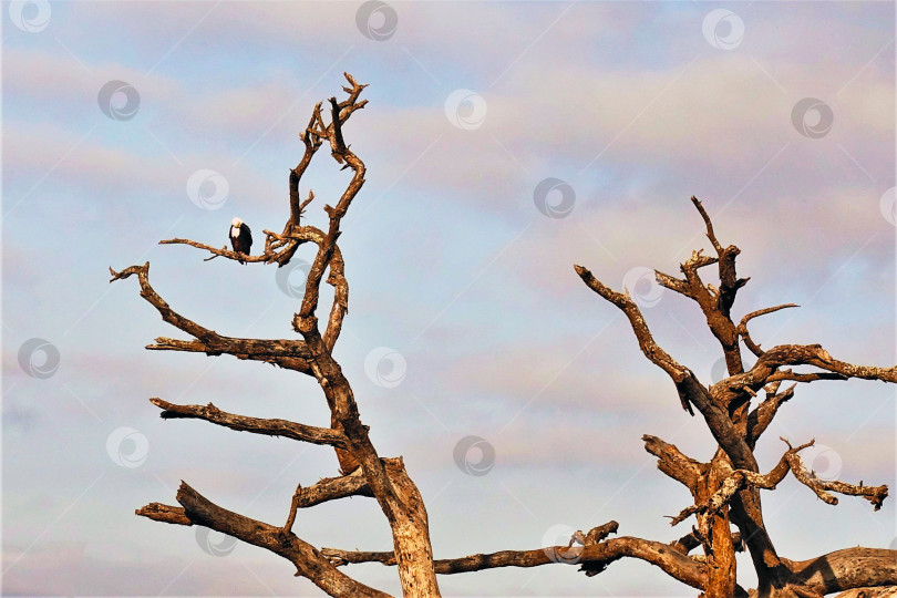 Скачать Африканский стервятник в дикой природе. фотосток Ozero