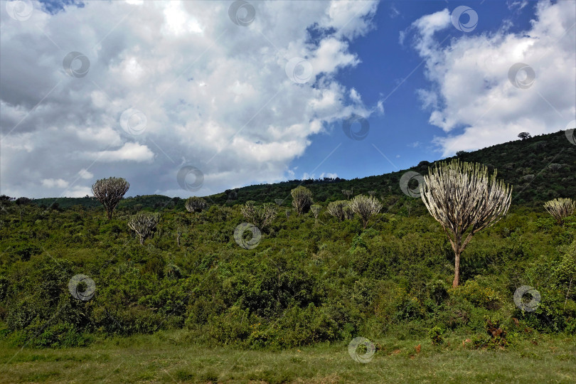 Скачать Прекрасный пейзаж Кении. На склоне холма растет много кустарников. фотосток Ozero