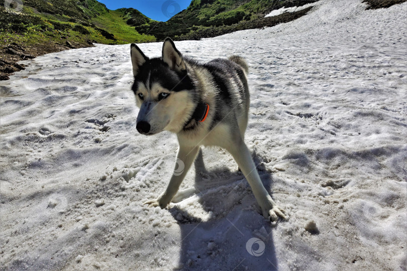 Скачать Красивая собака породы хаски играет на альпийских лугах. фотосток Ozero