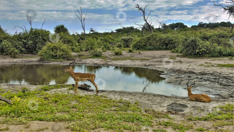 Скачать Грациозные антилопы с длинными рогами отдыхают рядом с дождевой лужей в парке Чобе, Ботсвана. фотосток Ozero