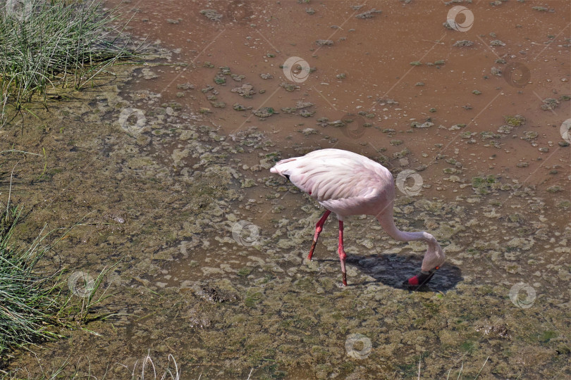 Скачать Грациозный бледно-розовый фламинго ищет пищу в пруду. фотосток Ozero
