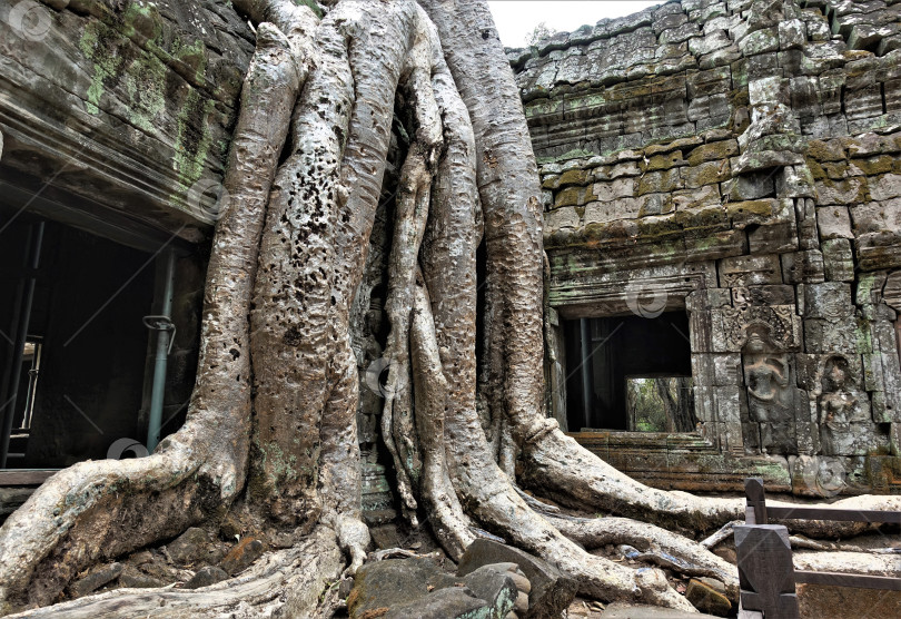 Скачать Мистические руины знаменитого храма Ангкор-Та-Пром. На древнем каменном здании сохранились следы повреждений, полуразрушенные барельефы. На территории храма растет старое дерево, опутывающее руины своими гигантскими корнями. фотосток Ozero