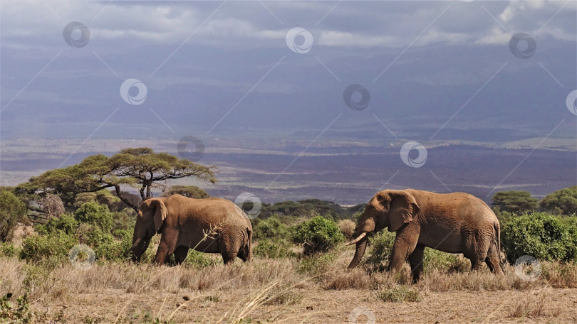 Скачать Два огромных диких слона медленно пасутся на сухой траве природного заповедника Амбосели. Вокруг зеленые кусты и зонтичные акации. На заднем плане - подножие Килиманджаро, скрытое за облаками. фотосток Ozero