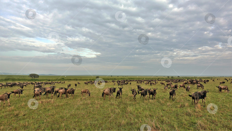 Скачать Великая миграция животных в парке Масаи Мара, Кения. фотосток Ozero