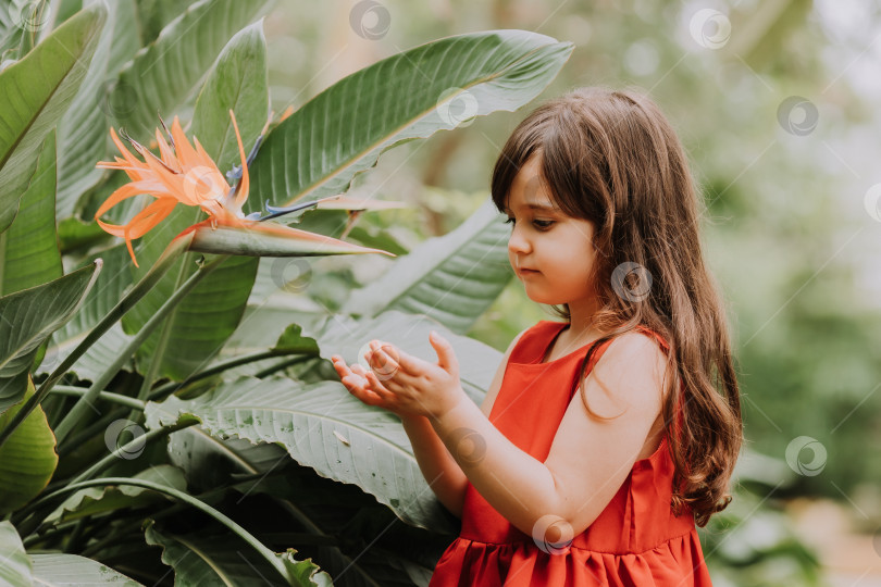 Скачать симпатичная девочка-брюнетка в красном платье гуляет летом среди пальм в парке. Фотография высокого качества фотосток Ozero