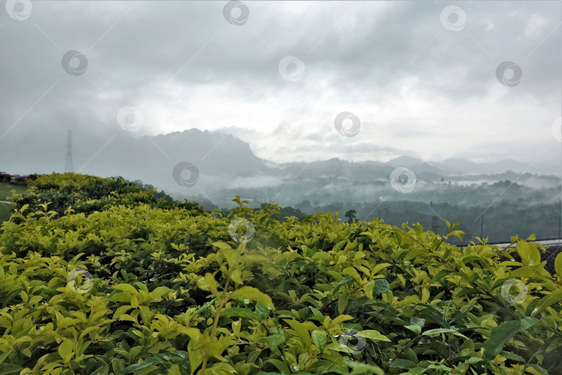Скачать Пасмурный, дождливый, туманный день.  Низкие серые облака. Таиланд. фотосток Ozero