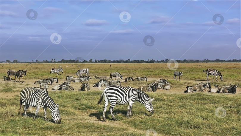 Скачать Дикие животные в саванне Кении. фотосток Ozero
