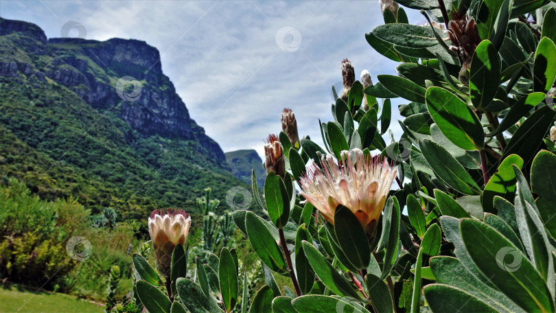 Скачать Цветущая удивительная протея - символ Южной Африки. фотосток Ozero