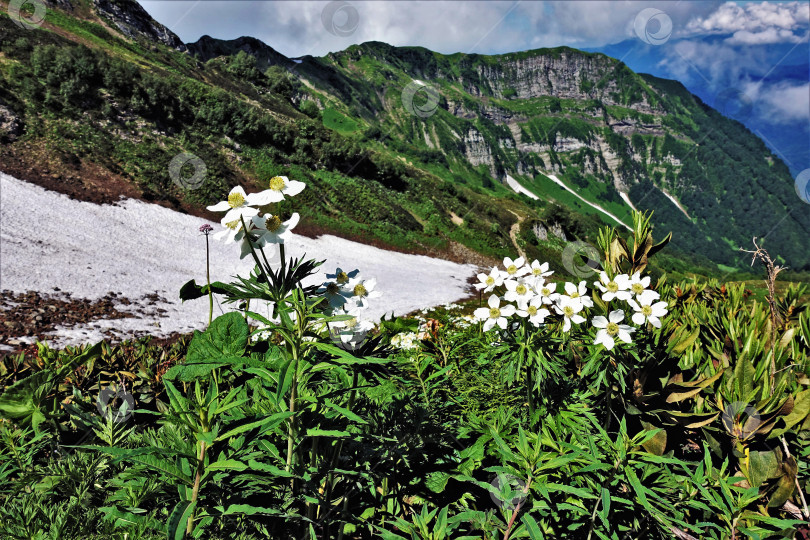 Скачать Альпийские луга в горах Кавказа летом. фотосток Ozero