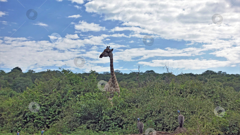 Скачать Большой жираф прогуливается среди зарослей зеленых кустарников. фотосток Ozero