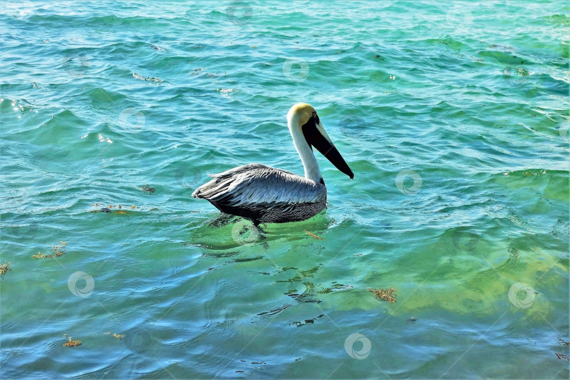 Скачать Дикий пеликан на волнах Карибского моря. фотосток Ozero