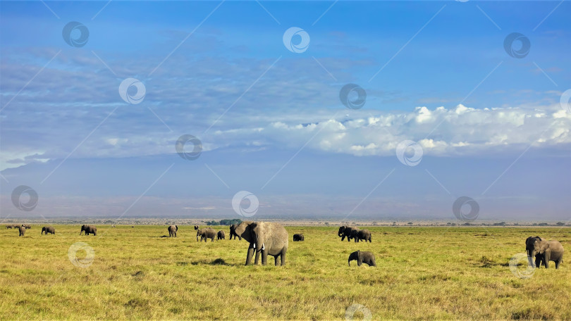 Скачать Большая семья слонов пасется в парке Амбосели. фотосток Ozero