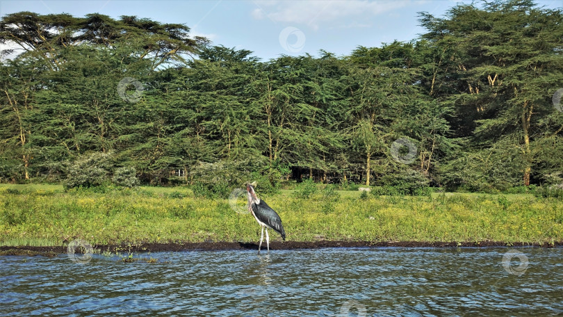 Скачать На берегах озера Найваша находится большой марабу. фотосток Ozero