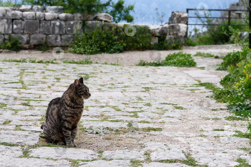 Скачать Кот сидит в живописном крошечном районе Черногории в той части старого исторического города, откуда открывается вид на море. Вид спереди на бездомную кошку на обзорной площадке старого атмосферного европейского города фотосток Ozero