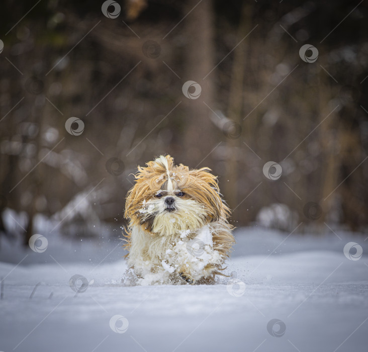 Скачать собака ши тцу бежит по снегу фотосток Ozero