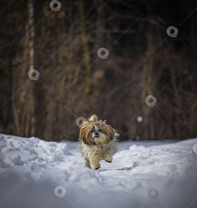 Скачать собака ши тцу бежит по снегу зимой фотосток Ozero