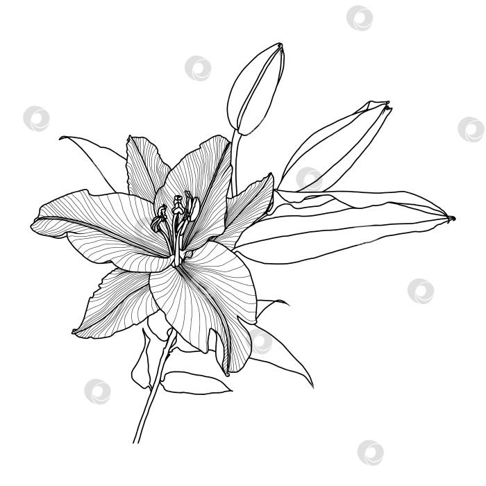 Скачать Реалистичный линейный рисунок цветка лилии с листьями и бутонами, черная графика на белом фоне фотосток Ozero