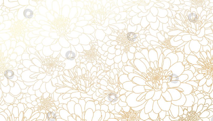 Скачать золотые цветы хризантемы в виде нарисованных от руки линий на белом фоне фотосток Ozero