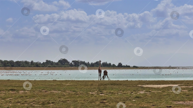 Скачать Жирафы на водопое. фотосток Ozero