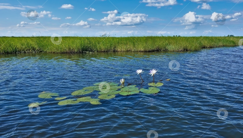 Скачать На голубой глади реки видны листья и белые цветы водяных лилий. фотосток Ozero