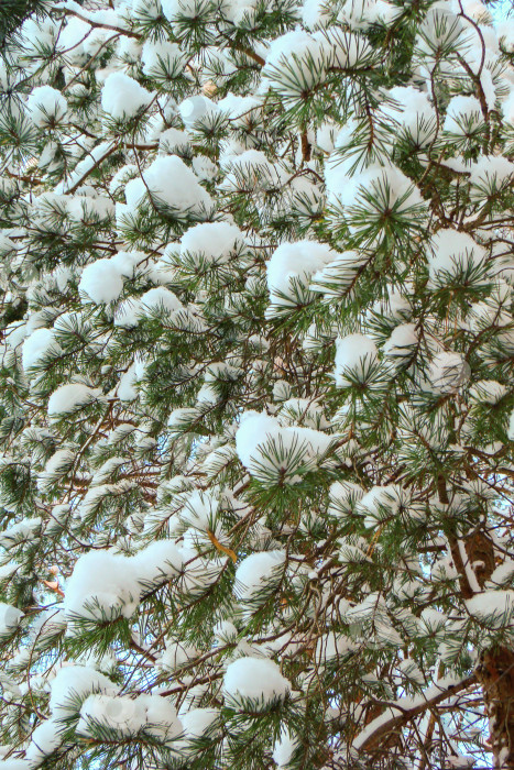 Скачать зимняя сосна в пушистых клочьях снега фотосток Ozero