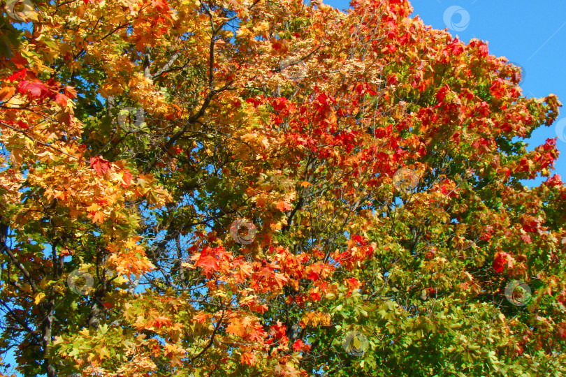 Скачать яркие разноцветные листья клена в солнечный день фотосток Ozero