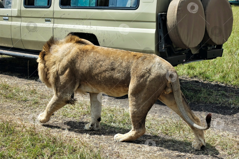 Скачать Дикий, сильный, красивый и свободный лев спокойно прогуливается по тропинке в саванне рядом с автомобилем. фотосток Ozero