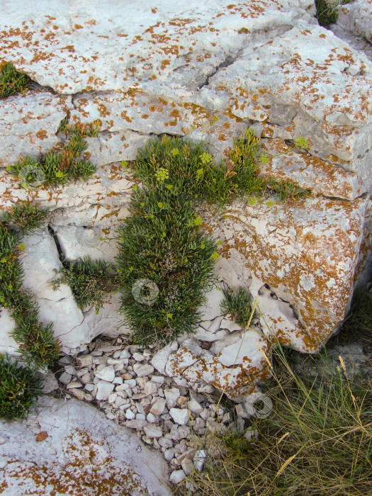 Скачать оригинальный фон из камня, гравия и зеленых растений фотосток Ozero