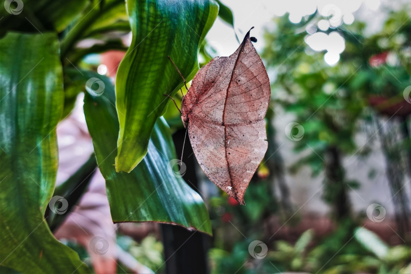 Скачать Тропическая бабочка сидит на зеленом листе, крылья сложены. фотосток Ozero
