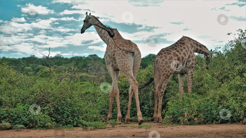 Скачать Два красивых жирафа пасутся в зеленых кустах. фотосток Ozero