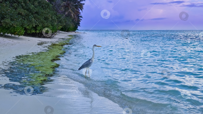 Скачать В аквамариновой воде у песчаного берега цапля поджидает добычу. фотосток Ozero