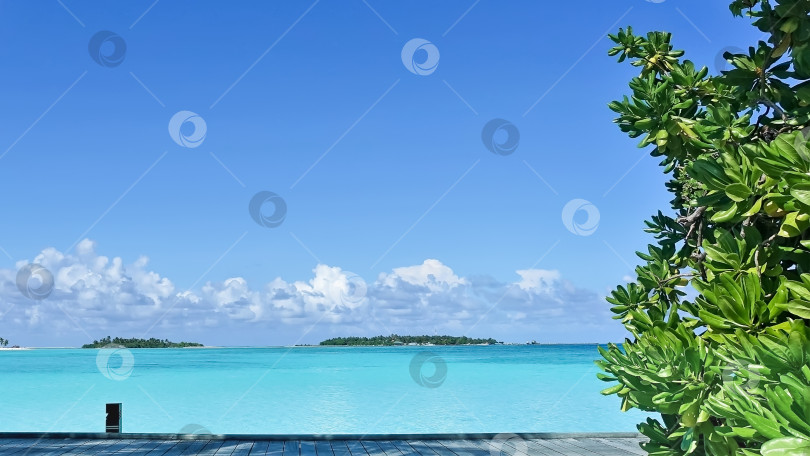Скачать Мальдивы. Рядом с деревянной пешеходной дорожкой растут деревья. фотосток Ozero