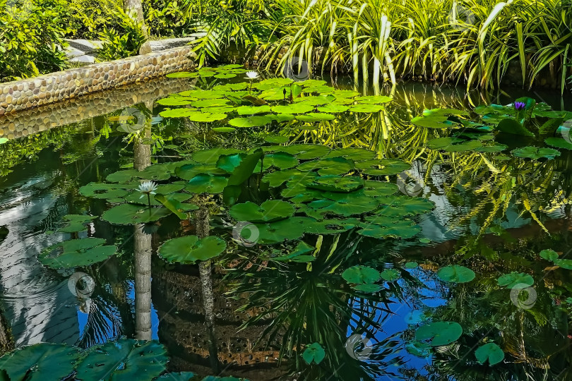 Скачать Тропический пруд с водяными лилиями. фотосток Ozero