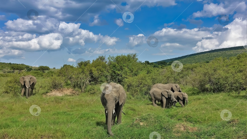 Скачать Семейство слонов пасется на холмах в саванне. фотосток Ozero