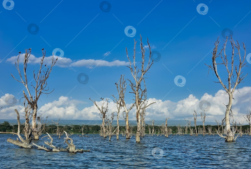 Скачать В голубой воде, на фоне лазурного неба, видно множество стволов старых засохших деревьев. фотосток Ozero