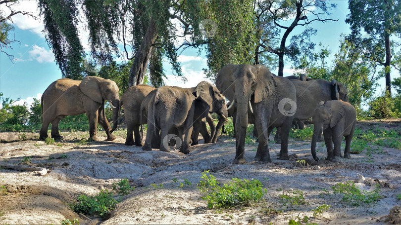 Скачать Большая семья слонов в саванне. фотосток Ozero