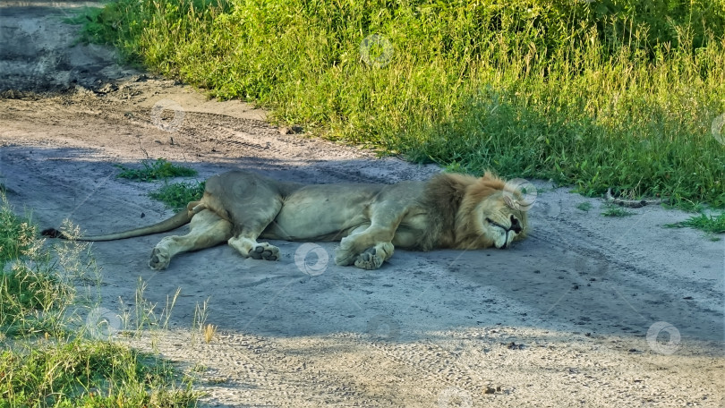 Скачать Прекрасный дикий лев крепко спит посреди дороги в тени. фотосток Ozero