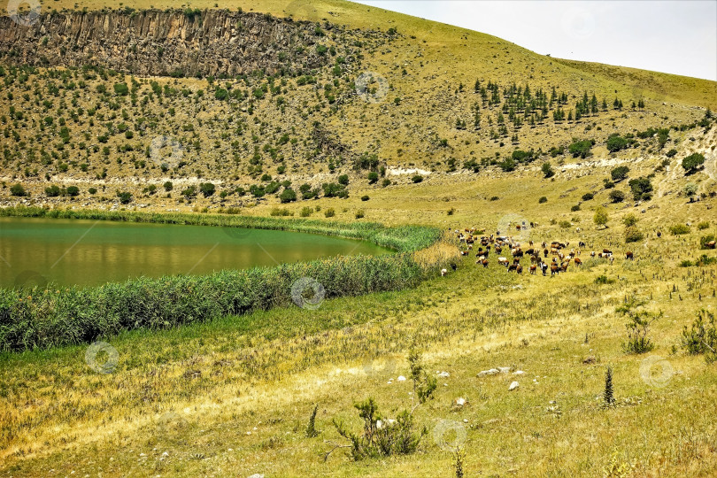 Скачать Изумрудное круглое озеро Нар окружено зелеными зарослями тростника. Неподалеку на траве мирно пасутся коровы. фотосток Ozero