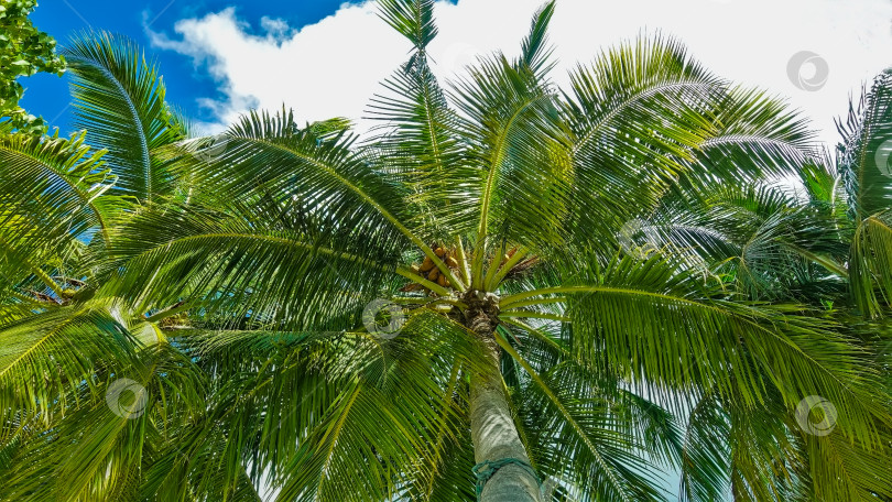 Скачать Резные листья пальм на фоне неба. фотосток Ozero