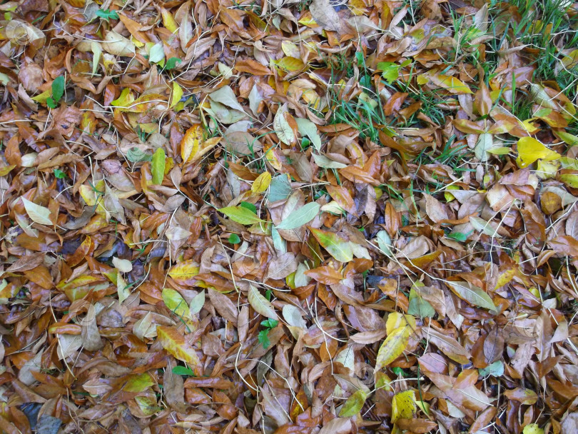 Скачать Мокрые осенние листья после дождя. Городская природа фотосток Ozero
